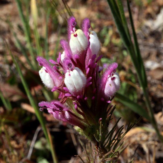 Castilleja exserta