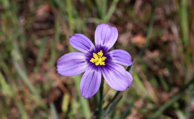 Sisyrinchium bellum
