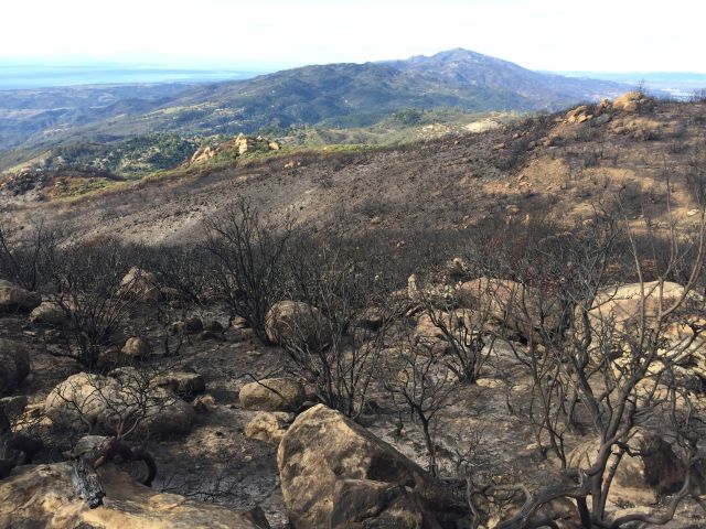 A burned chaparral landscape from the Cave Fire 2020.