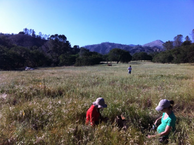 Grass measurements at Sedgwick Reserve. Photo Stephanie Ma.