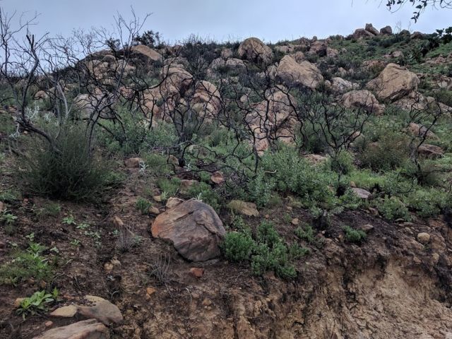 Recovery after the Thomas Fire. Photo credit Stephanie Ma.