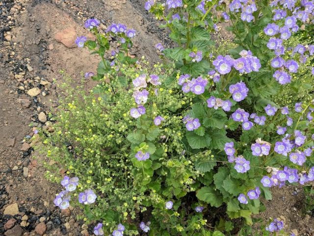 Phacelia and Emmenanthe penduliflora flowering following the Thomas Fire. Photo credit Stephanie Ma.