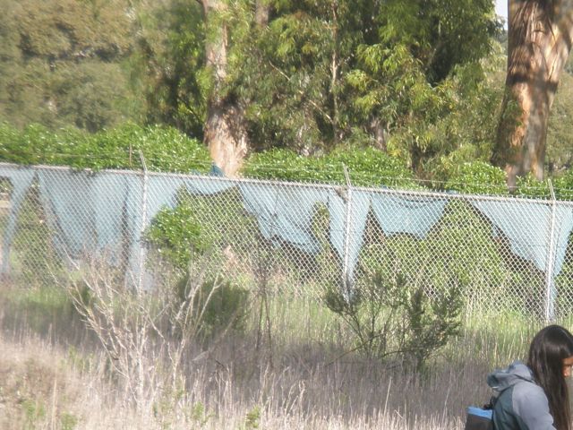 Vernal pool field work. Photo credit Joanna Tang.