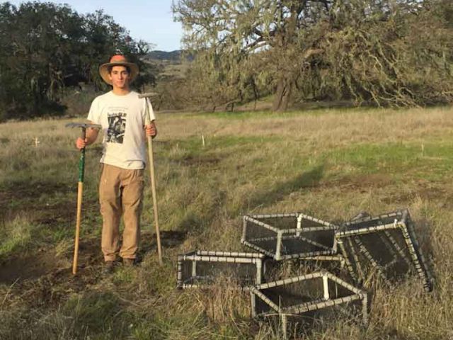 Undergraduate student in the field with herbivory exclusion cages.