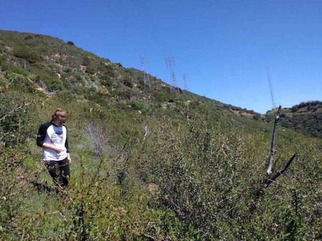 Measuring regrowth following the Jesusita Fire. Photo credit Stephanie Ma.