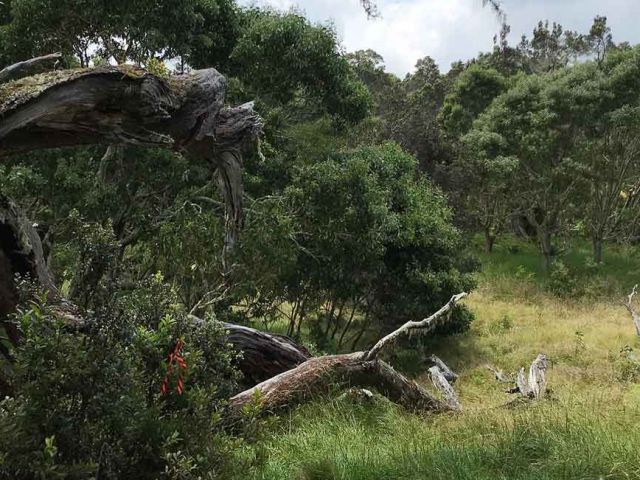 Photo of Hakalau National Wildlife Refuge. Photo credit Gabe Runte.