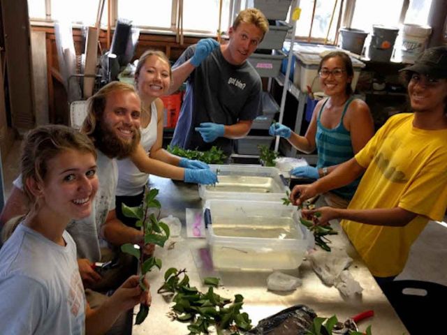 Shrub cuttings for propagation. Photo credit Kelly Thomasson.