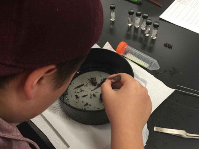 Invertebrate survey in the lab. Photo credit Shelley Bennett.