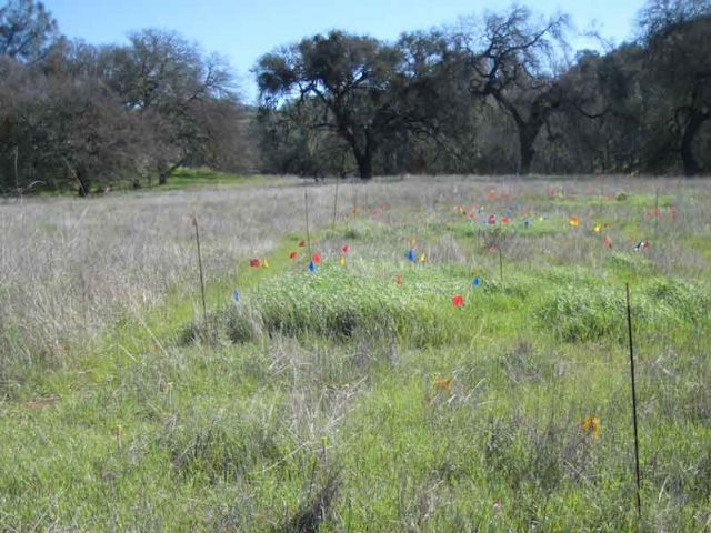 NutNet field site at Sedgwick Reserve UCNRS. Photo from the Nutrient Network website.