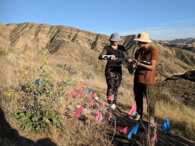 Monitoring seedling survival and growth. Photo credit Stephanie Ma.