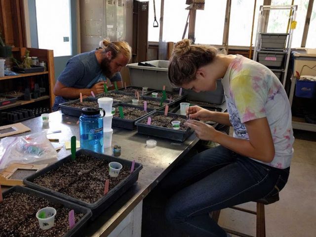 Seeding native species in the greenhouse. Photo credit Stephanie Ma.