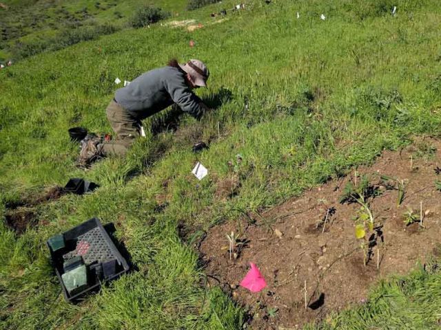 Planting native seedlings. Photo Stephanie Ma.