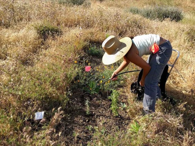 Watering outplanted seedlings in the field. Photo credit Katie Nigro.
