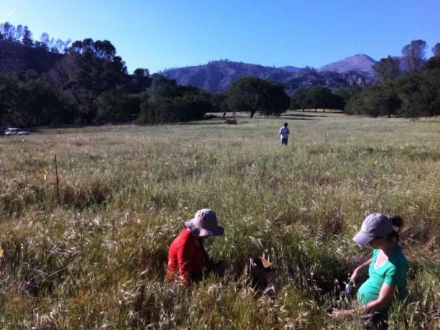 Collecting grassland measurements at Sedgwick Reserve. Photo credit Stephanie Ma.