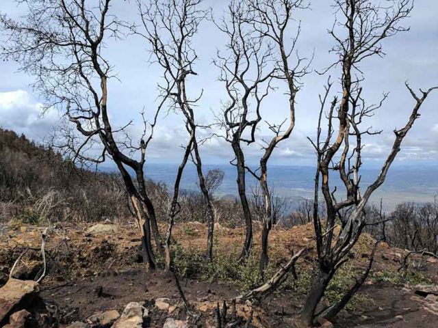 Thomas Fire. Photo credit Stephanie Ma.
