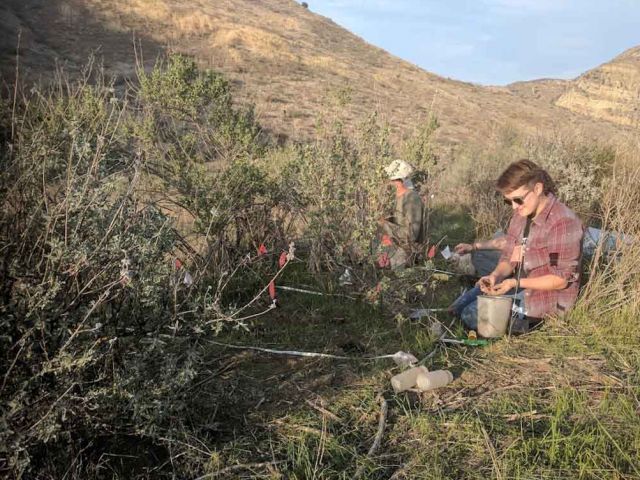 Outplanting seedlings. Photo credit Stephanie Ma.