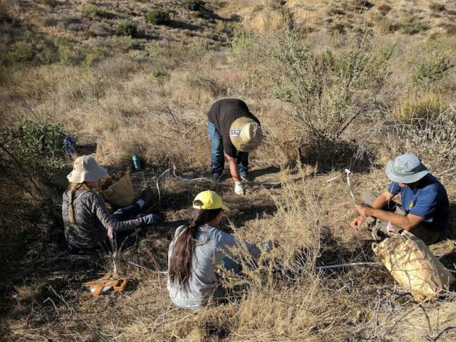 Removing exotic species. Photo credit Stephanie Ma.