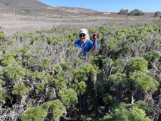 Carla collecting soil samples under a stand of giant coreopsis (Leptosyne gigantea) Photo credit: Nick Saglimbeni