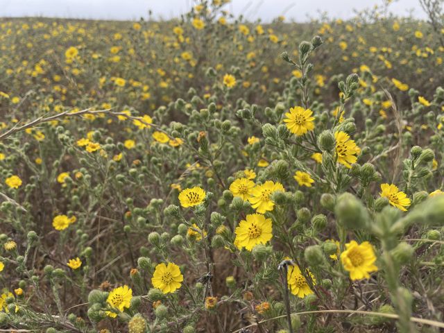 Endangered Gaviota tarplant, Photo credit: Nick Saglimbeni