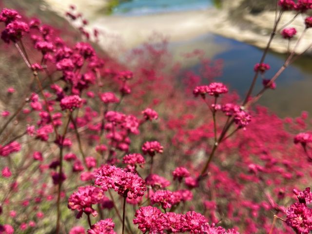Red-Flowered buckwheat on Santa Rosa Island, Photo Credit: Sydney Bartone