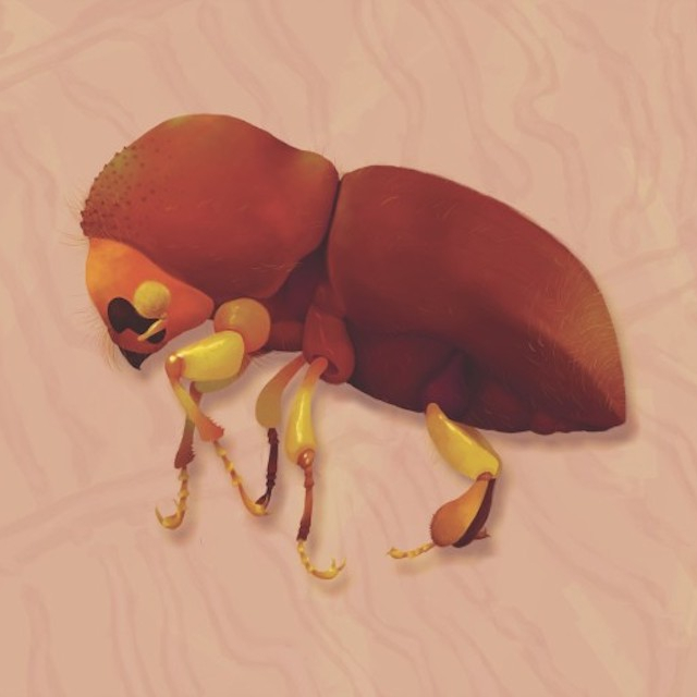 Photo of shot hole borer. Credit: Ayerin Simmerman-Esteem