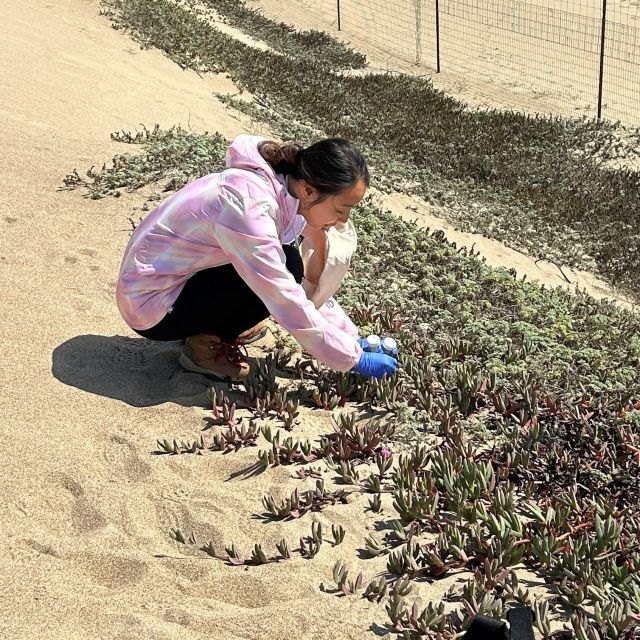 Haein Lee sampling ice plant